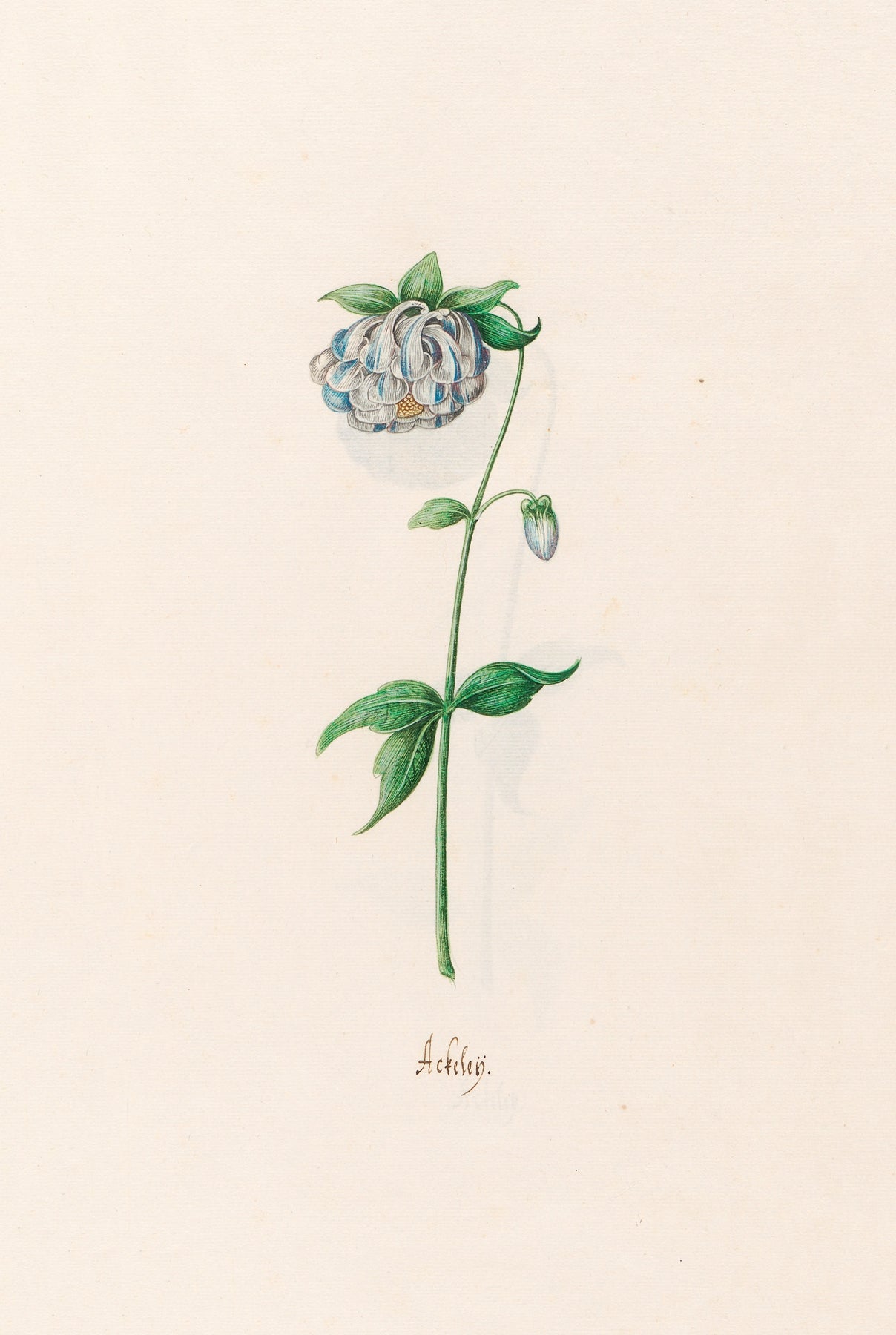Ackeleÿ fine artwork