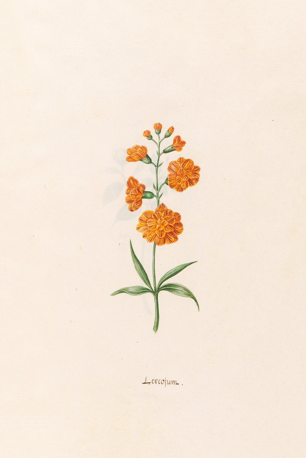 Leucojum fine artwork