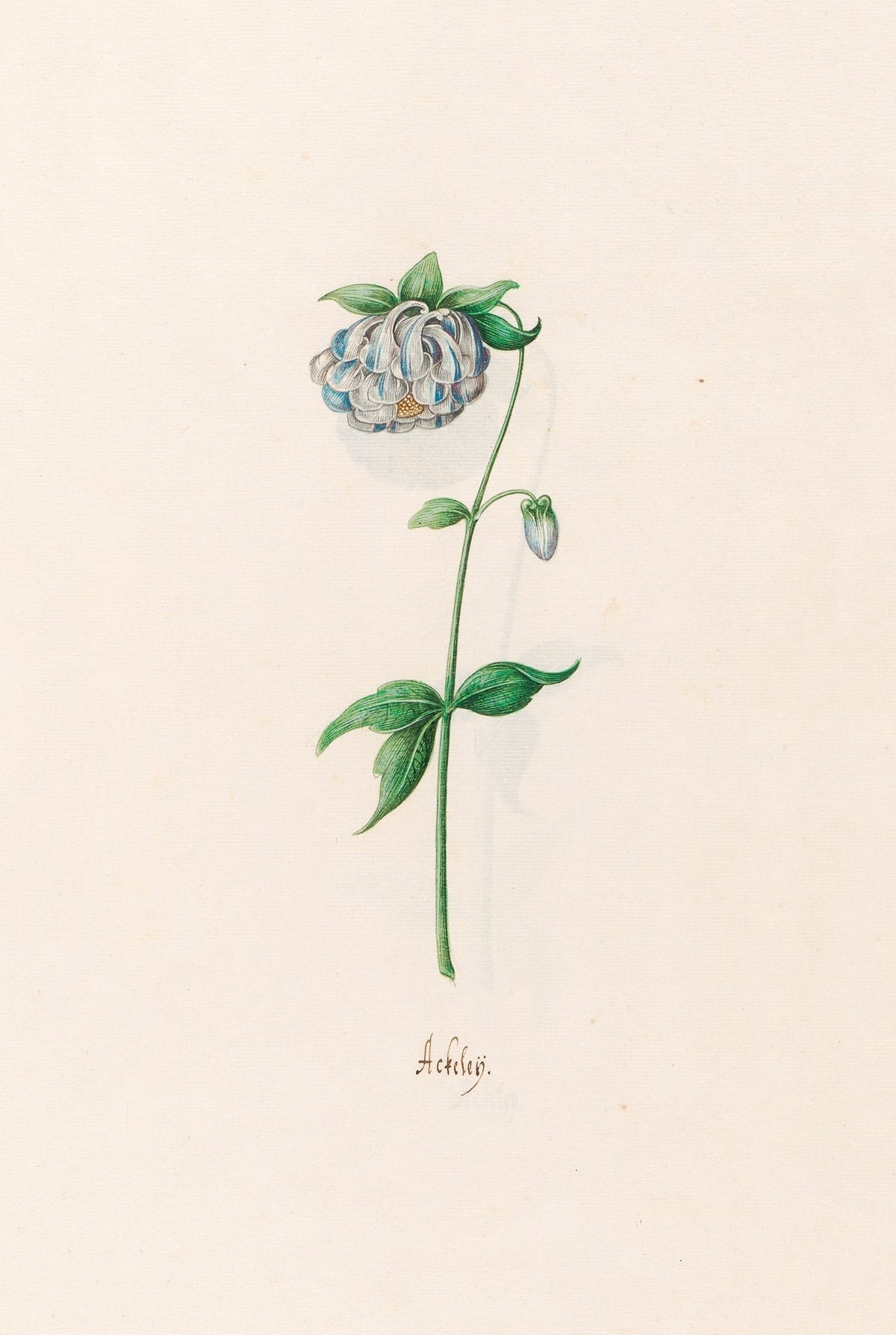 Ackeleÿ fine artwork