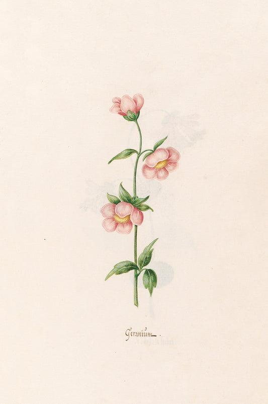 Geraniüm fine artwork