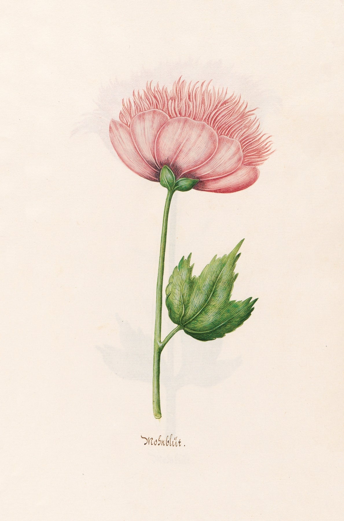 Mohnblüt fine artwork