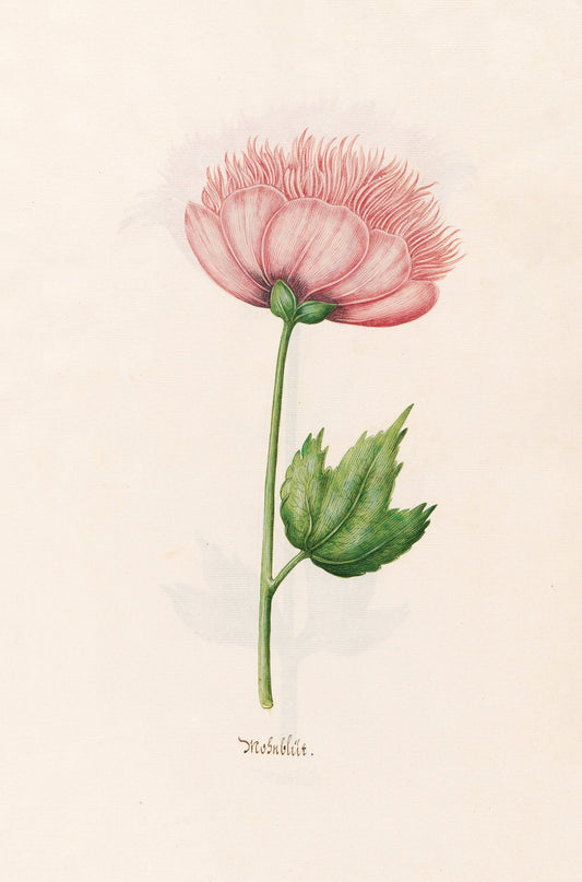 Mohnblüt fine artwork