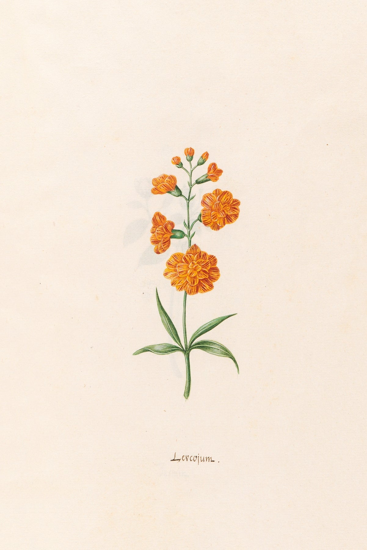 Leucojum fine artwork