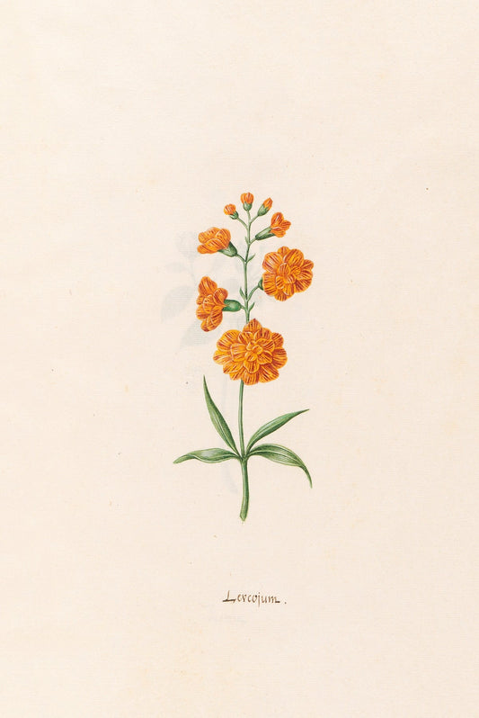 Leucojum fine artwork